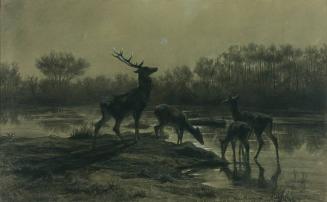 Deer Drinking By Moonlit Lake