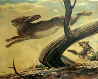 Jack Rabbit and Coyote