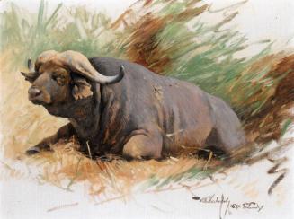 Studie eines Kafferbuffels (Cape Buffalo study)