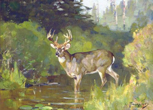 White Tail Deer Canvas Artwork by Rob Francis