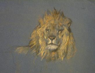 Lion Head sketch