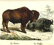 Le Bison, Le Buffle