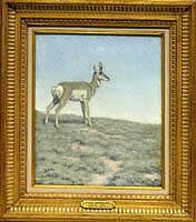 Antelope Study