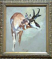 Pronghorn Antelope Study