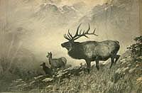 Elk