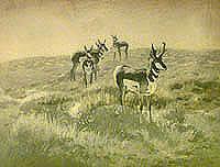 Pronghorn Antelope