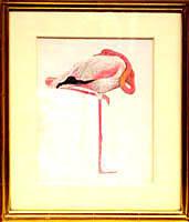 Flamingo