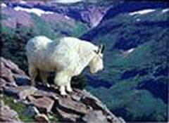 Rocky Mountain Goat