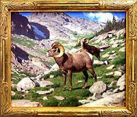 Bighorn Rams