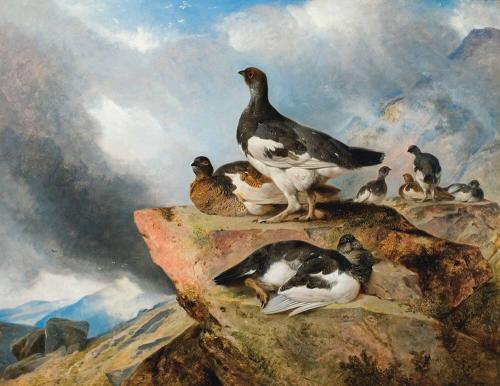 Ptarmigans on a Ledge