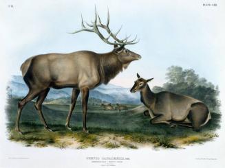 American Elk - Wapiti Deer