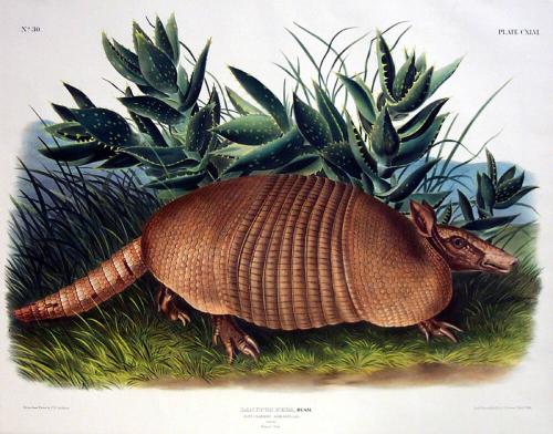 Nine Banded Armadillo