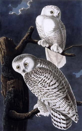 Snowy Owls