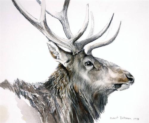 Wapiti Study