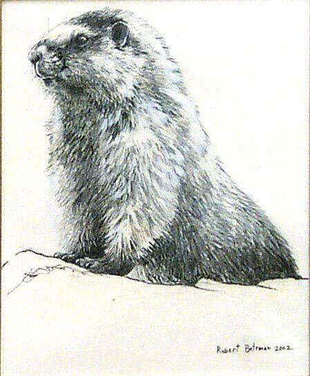 Hoary Marmot