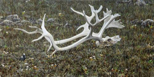 Caribou Antler and Black-Bellied Plover