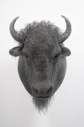 American Bison Head