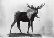 Courtesy of the Library of Congress