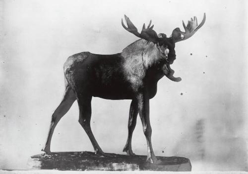 Courtesy of the Library of Congress