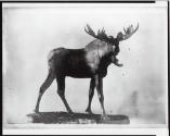 Courtesy of the Library of Congress