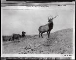 Courtesy of the Library of Congress