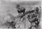 Courtesy of the Library of Congress