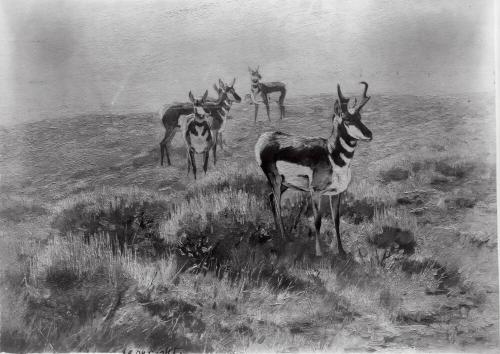 Courtesy of the Library of Congress