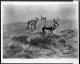 Courtesy of the Library of Congress