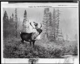 Courtesy of the Library of Congress