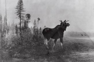 Courtesy of the Library of Congress