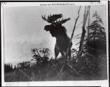 Courtesy of the Library of Congress
