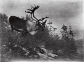 Courtesy of the Library of Congress