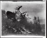 Courtesy of the Library of Congress