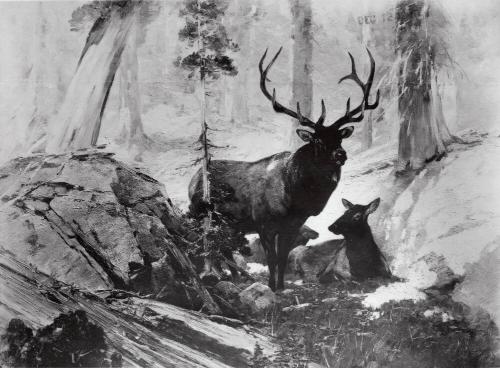 Courtesy of the Library of Congress