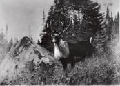 Courtesy of the Library of Congress