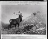 Courtesy of the Library of Congress