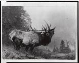 Courtesy of the Library of Congress