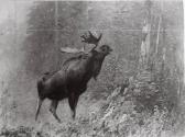 Courtesy of the Library of Congress