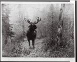Courtesy of the Library of Congress