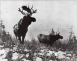 Courtesy of the Library of Congress