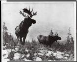 Courtesy of the Library of Congress