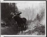 Courtesy of the Library of Congress