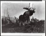 Courtesy of the Library of Congress