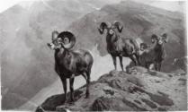 Courtesy of the Library of Congress