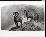 Courtesy of the Library of Congress