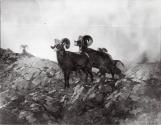Courtesy of the Library of Congress (detail)