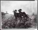 Courtesy of the Library of Congress 