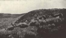 Reproduced in Gould, 1902