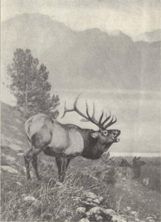 Reproduced in Gould, 1902
