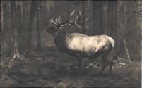 Scan from Gallery of Wild Animal Paintings, NYZS.